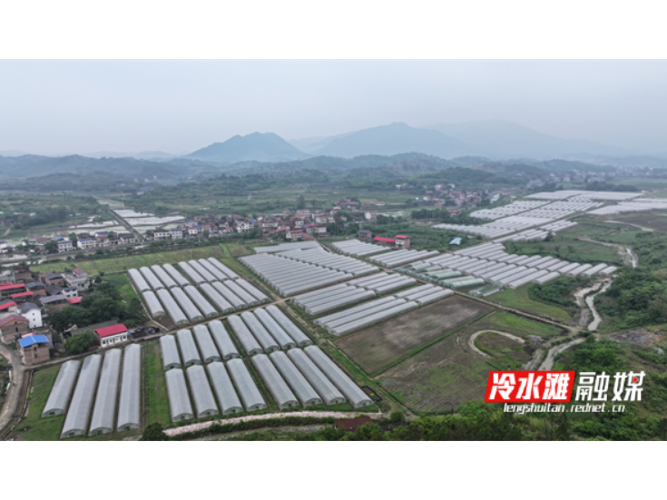 永州冷水滩：早熟辣椒抢“鲜”上市 特色产业铺就富民新路
