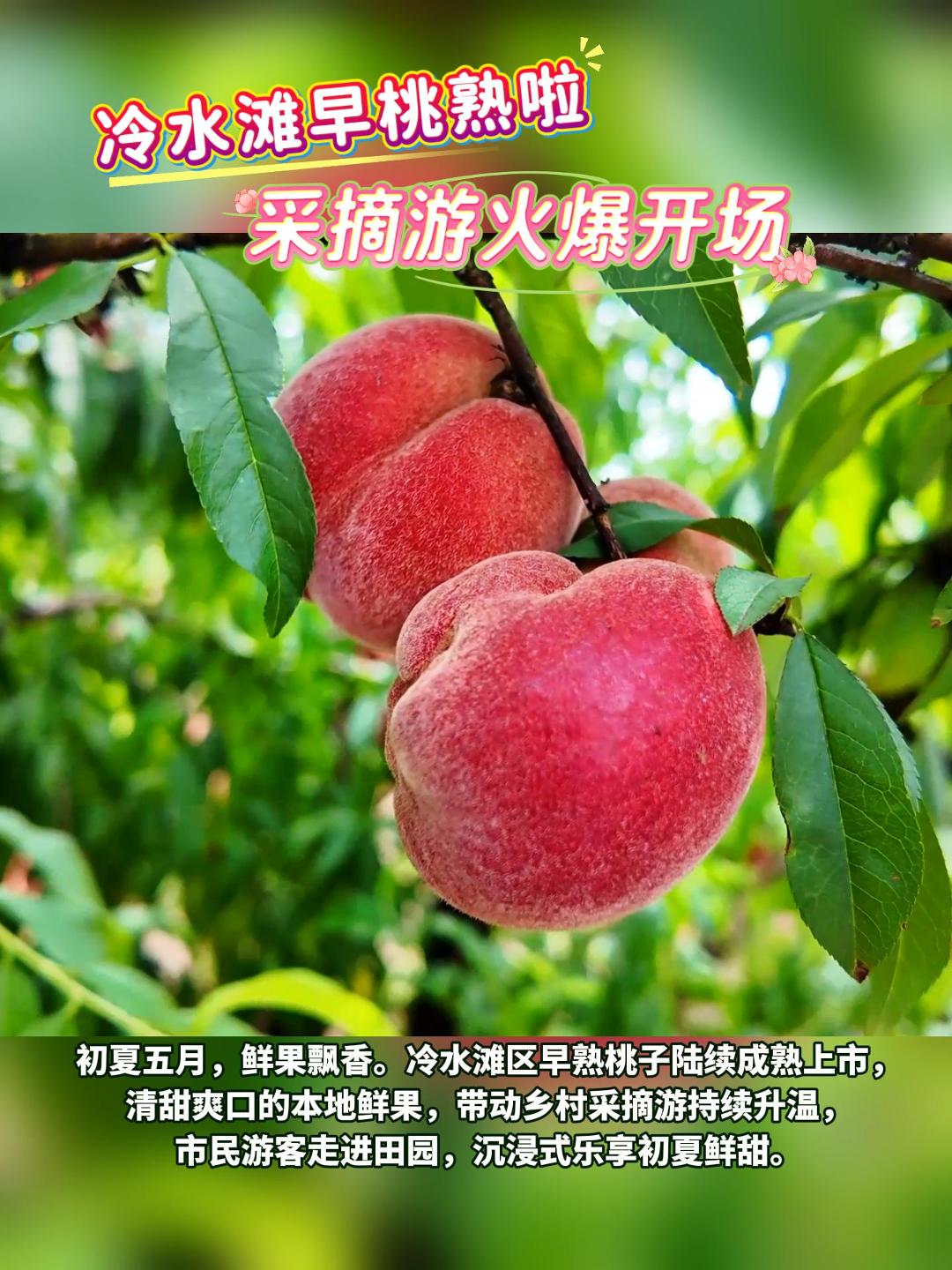 冷水滩早桃熟啦  采摘游火爆开场