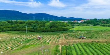永州冷水滩：藠头飘香采收忙 特色产业铺就富民路