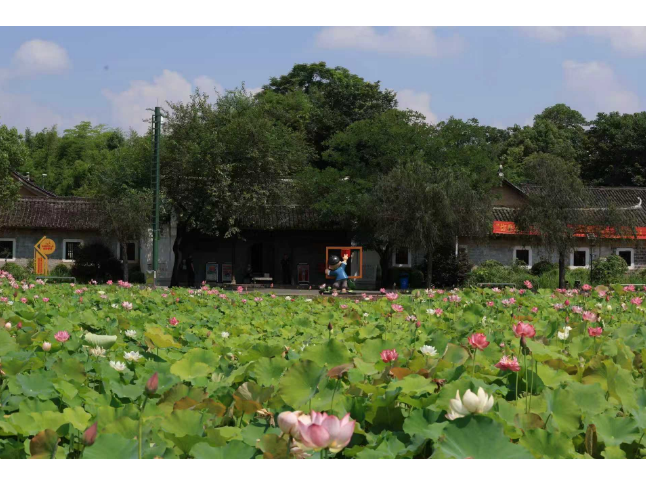 永州冷水滩：荷花盛放添夏韵