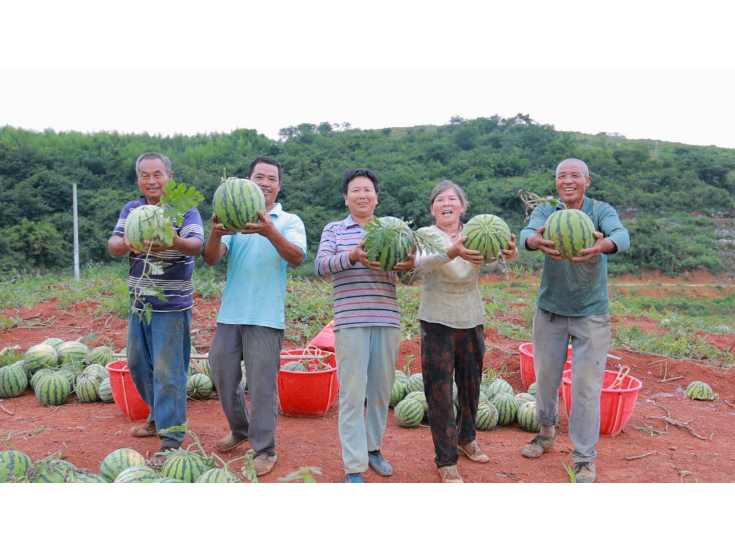 永州冷水滩：林下经济热度拉满“油茶+N”添绿又生金
