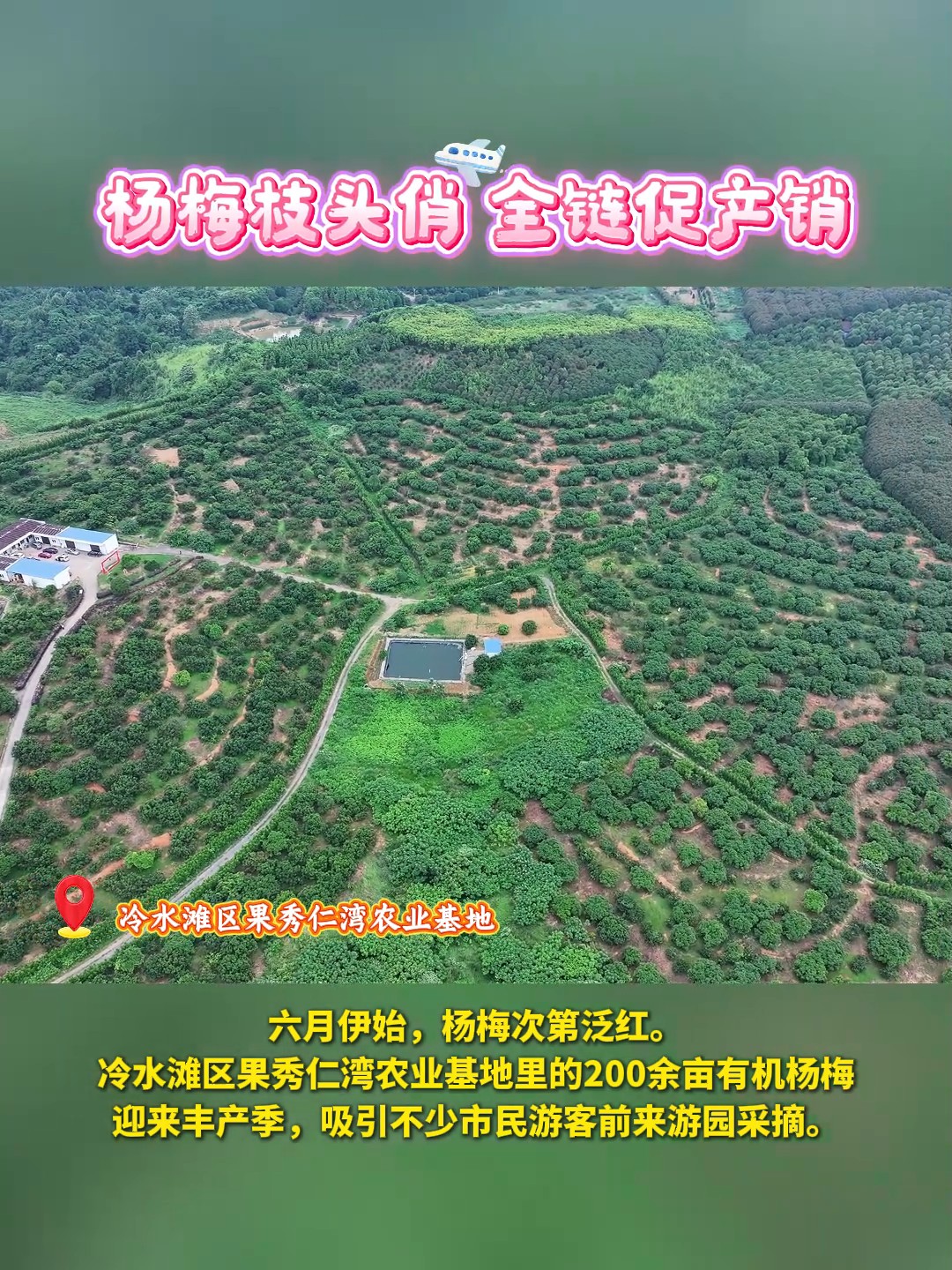 杨梅枝头俏 全链促产销