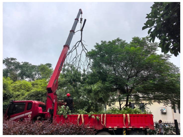 下河线社区：修剪危树除隐患 筑牢居民安全防线