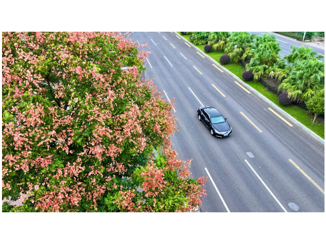 永州冷水滩：栾树绽红 秋色渐浓