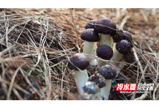 永州冷水滩：林下种植赤松茸增收新路促振兴