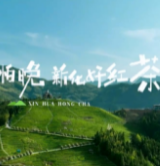春天不怕晚 新化好红茶