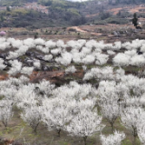 美丽新化 | 吉庆镇 李花绽放 如画美景迎客来