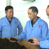 省农科院茶叶研究所来新指导产业加工技术及品质评审工作