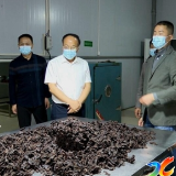 杨韶红到新化县绿源农林科技有限公司调研黄精产业发展