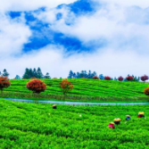 紫鹊界茶旅文融合乡村振兴示范区建设典型经验（4）|  做好“三红”文章  引航乡村全面振兴