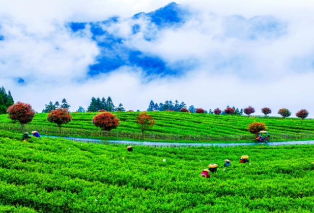 紫鹊界茶旅文融合乡村振兴示范区建设典型经验（7）|  健全耦合联动机制  助推乡村全面振兴
