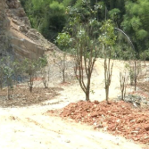 全力守护绿水青山 | 槎溪镇积极整改非法采矿与毁林问题