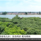 常德鸟儿洲：生态向好 鹭鸟栖绕