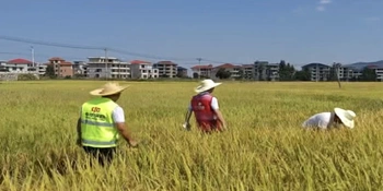 中华财险新化县支公司科技赋能水稻保险 切实保障农民利益