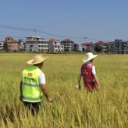 中华财险新化县支公司科技赋能水稻保险 切实保障农民利益