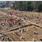 2025紫鹊界梯田觅薯活动开幕 认养模式赋能乡村振兴