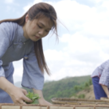 代表委员风采 | 新化县政协委员黄新月 深耕茶产业 履职显担当