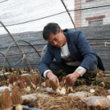 乡村振兴 | 炉观镇石板村羊肚菌开园采摘