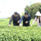 孟公镇“小桂林”生态茶园春茶开采