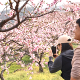 美丽新化 | 洋溪镇双源村千亩桃花竞相绽放