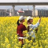 洋溪镇三井村  油菜花海绽放金色浪漫