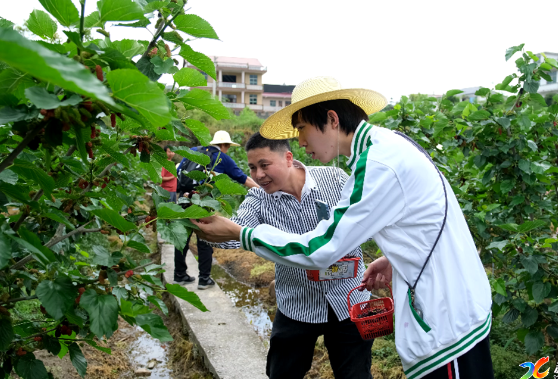 科头乡丽云山庄  100余亩桑葚迎来采摘季