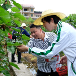 科头乡丽云山庄  100余亩桑葚迎来采摘季