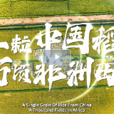 一粒中国稻，万顷非洲田