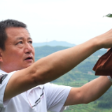 科头乡芙蓉寨村 翠冠梨采摘正当时  “甜蜜盛宴”即将开启