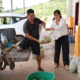 吉庆镇厚皮岭西瓜成熟 瓜香四溢迎丰收