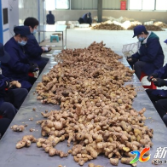 多花黄精源起新化 千年瑰宝绽放华光