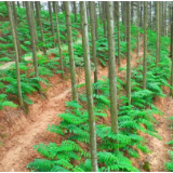 官宣入选！新化这株“仙草”晋升国家重要农业文化遗产