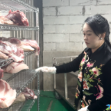 五年上新·蝶变新化丨喜迎两会·人大代表风采——黎飞兰 深耕生猪产业 铺就群众增收致富路