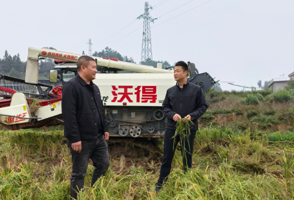 彭韬深入桑梓镇新兴村、西江湾村、集中村调研晚稻收割、基层治理、常态化帮扶等工作