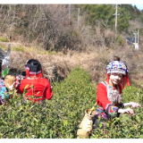 “产业链高质量发展‘天门行’ 坐着飞机来采茶”主题活动举行