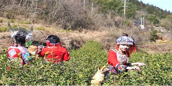 “产业链高质量发展‘天门行’ 坐着飞机来采茶”主题活动举行