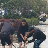 防汛救灾进行时 | 强降雨致学校路段积水 枫林街道干群携手清淤保畅