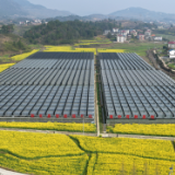 项目攻坚·加速奔跑 |上渡天竺智能化育秧连栋大棚项目提速建设 助力农业提质增效