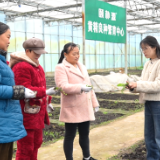 巾帼力量 | 邹丽 从城市到山村 以黄精育希望