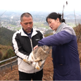 巾帼力量 | 邹靓 将荒山变“兔园” 养出乡村振兴新希望