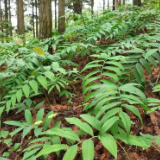 新化林下黄精产业入选全国林下经济发展典型案例 生态变现赋能乡村振兴