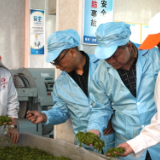 新化县农业农村局调研春茶生产工作