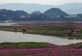 大美新化 | 浅水流芳花似海 龙湾湿地春意浓——新化龙湾国家湿地公园紫云英花海美出圈