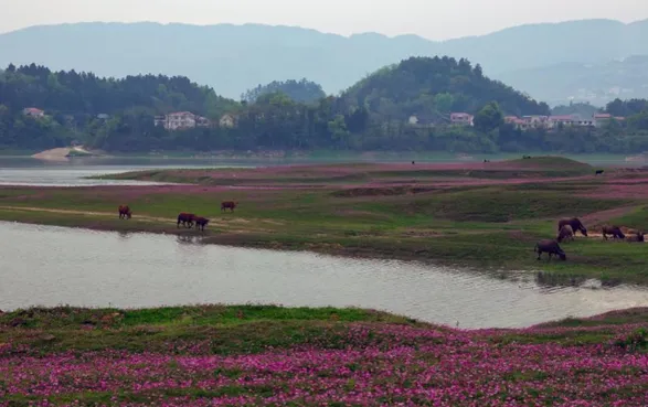 大美新化 | 浅水流芳花似海 龙湾湿地春意浓——新化龙湾国家湿地公园紫云英花海美出圈