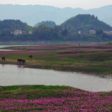 大美新化 | 浅水流芳花似海 龙湾湿地春意浓——新化龙湾国家湿地公园紫云英花海美出圈