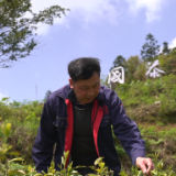 劳动者之歌 | 王在富  匠心制茶富山乡