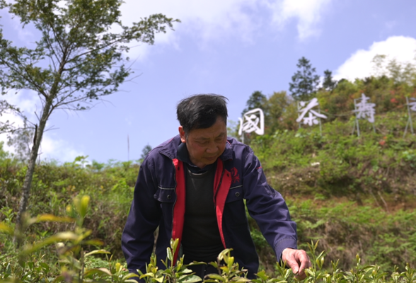 劳动者之歌 | 王在富  匠心制茶富山乡