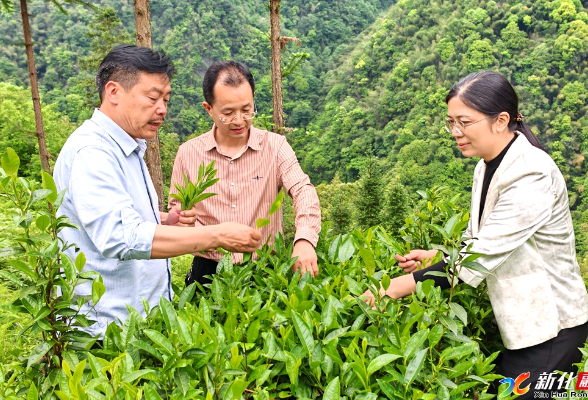 省级专家团队科技赋能新化茶产业 创新拓开新市场