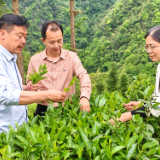 省级专家团队科技赋能新化茶产业 创新拓开新市场