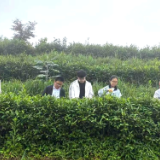 省级“三区”科技人才来新开展茶叶采样及基因组测序研究
